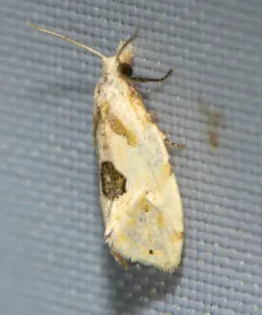 Aethes angustana thumbnail 2