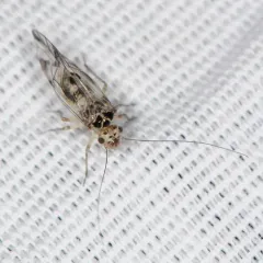 Speckled Barklouse thumbnail 4