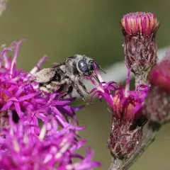 Denticulate Longhorn Bee thumbnail 4