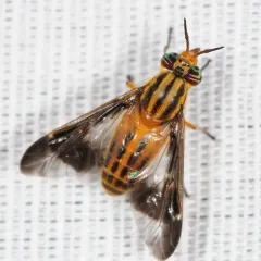 Striped Deer Fly thumbnail 2