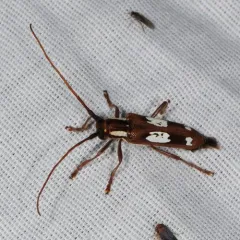 Spotted Apple Tree Borer thumbnail 4
