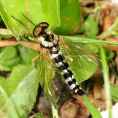 Ornate Snipe Fly thumbnail 2