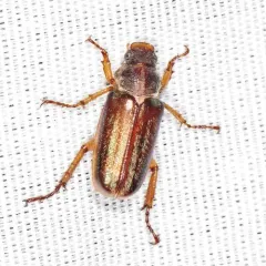 White-collared Chafer thumbnail 2