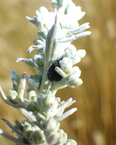 Ebony Shield Lady Beetle