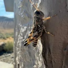 Valley Grasshopper thumbnail 4