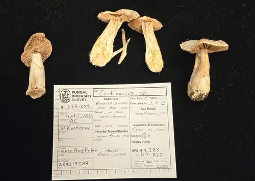 Cortinarius urbicus