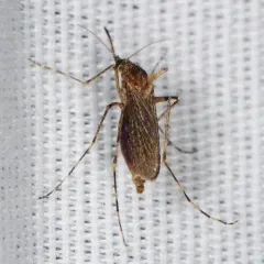 Cattail Mosquito thumbnail 3