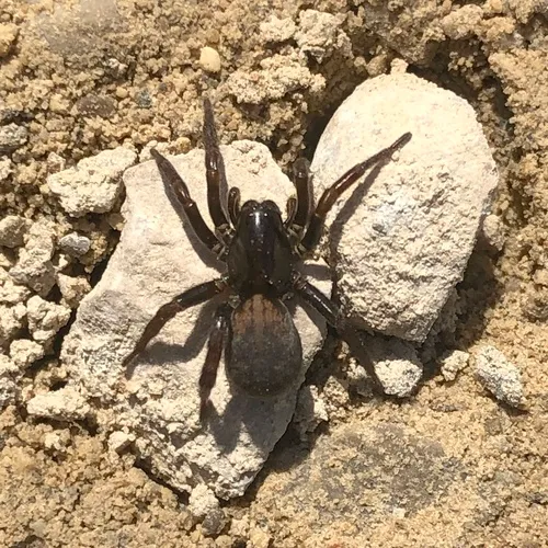 Redlined Wolf Spider