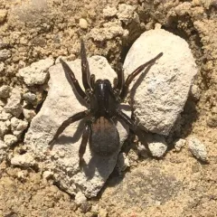 Redlined Wolf Spider thumbnail 1