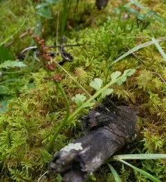 Mingan moonwort thumbnail 4