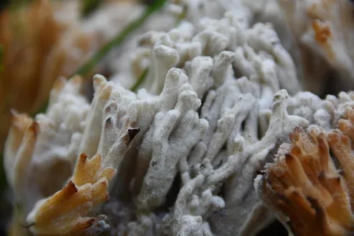 Mycogone calospora