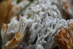 Mycogone calospora thumbnail 1