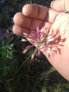 Bolander's onion thumbnail 2