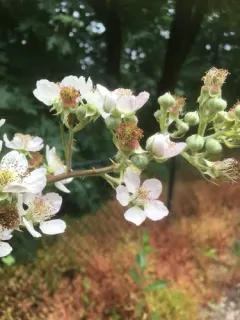 Himalayan giant blackberry thumbnail 1