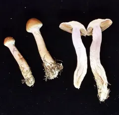 Cortinarius caninus thumbnail 1