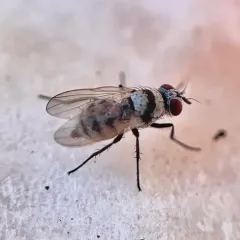 Root Maggot Fly thumbnail 3