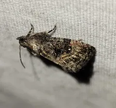 Dotted Gymnandrosoma Moth thumbnail 4