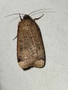 Blueberry Budworm Moth thumbnail 3