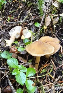 Inocybe leiocephala thumbnail 1