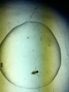 Polyphemus pediculus thumbnail 4
