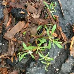 green carpetweed thumbnail 2