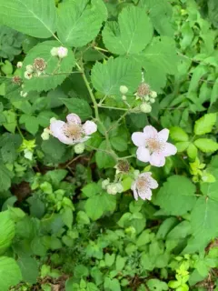 elmleaf blackberry thumbnail 4