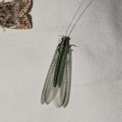 Heavy Green Lacewing thumbnail 2