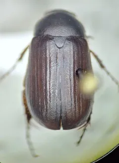 Full June Beetle thumbnail 2