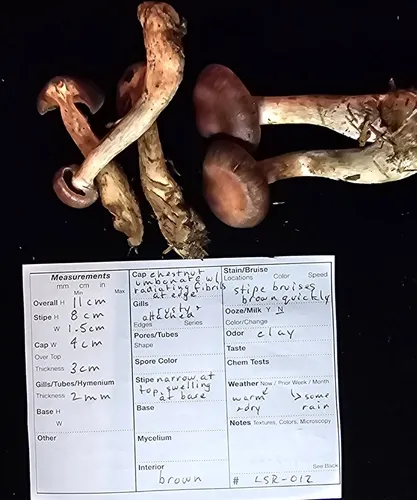 Cortinarius clarisordidus