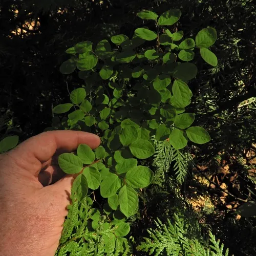 Oval-leaf Blueberry