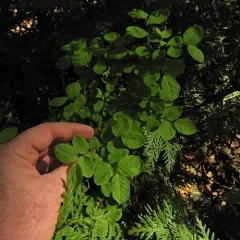Oval-leaf Blueberry thumbnail 1