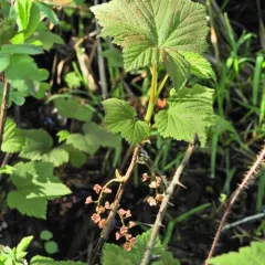northern redcurrant thumbnail 3