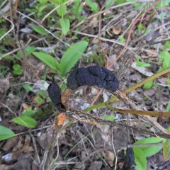 black knot thumbnail 4