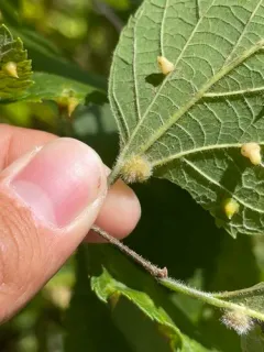 hackberry top-shaped gall midge thumbnail 1
