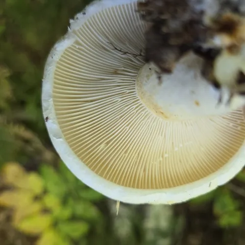 Lactifluus subvellereus