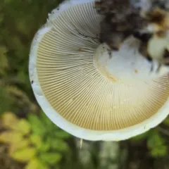 Lactifluus subvellereus thumbnail 1