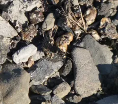 Eastern Red-bellied Tiger Beetle thumbnail 3