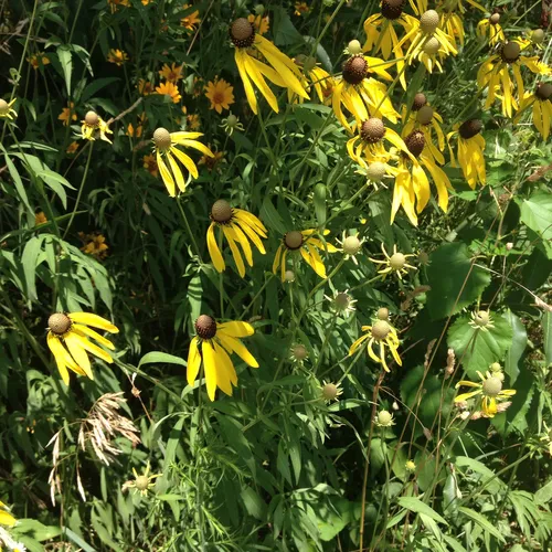 grey-headed coneflower