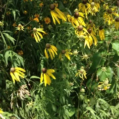 grey-headed coneflower thumbnail 1