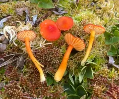 Waisted Waxcap thumbnail 3