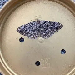 Cherry Scallop Shell Moth thumbnail 2
