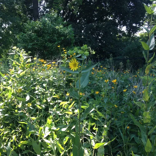 prairie rosinweed