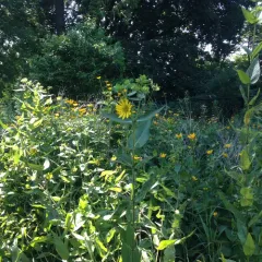 prairie rosinweed thumbnail 1