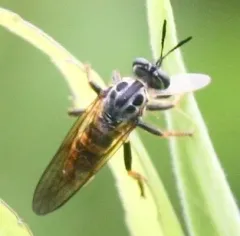 Ceraturgus cruciatus thumbnail 2