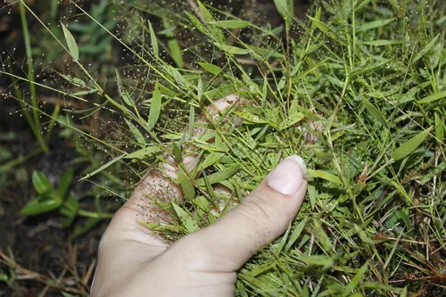 Wright's Rosette Grass