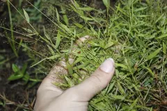 Wright's Rosette Grass thumbnail 1