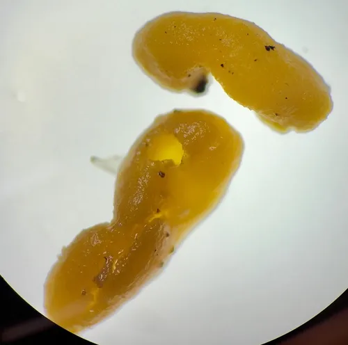 Endogone pisiformis