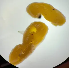 Endogone pisiformis thumbnail 1
