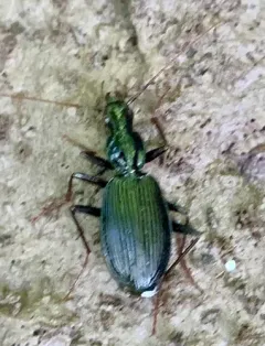 Platynus angustatus thumbnail 3