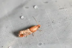 Epinotia castaneana thumbnail 3